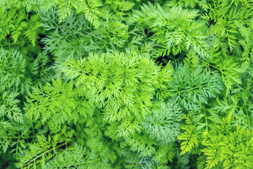 Emerald green carrot leaves background