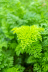Emerald green carrot leaves background