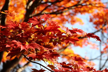 秋の紅葉
