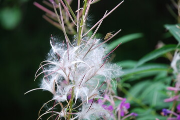 Aerial seeds of the fireweed plant. The fireweed has faded and white fluffy seeds have formed in...