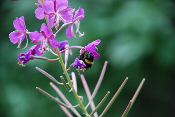A bumblebee collects nectar on the flowers of fireweed. A black-and-yellow hairy bumblebee sits on...