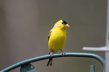 American Goldfinch waiting for its tern at the birdfeeder 