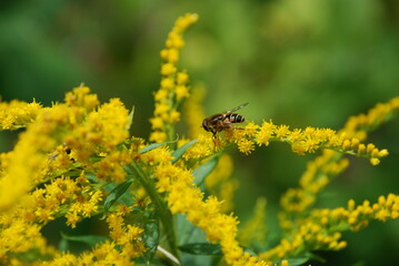 Insects on Canadian goldenrod. The Canadian goldenrod plant blooms with many small, bright yellow flowers. A black-yellow bee crawls through the flowers and collects nectar