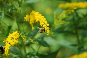 Insects on Canadian goldenrod. The Canadian goldenrod plant blooms with many small, bright yellow flowers. A black-yellow bee crawls through the flowers and collects nectar