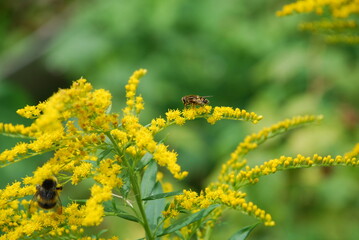 Insects on Canadian goldenrod. The Canadian goldenrod plant blooms with many small, bright yellow flowers. Bees, bumblebees and other insects crawl through the flowers and collect nectar