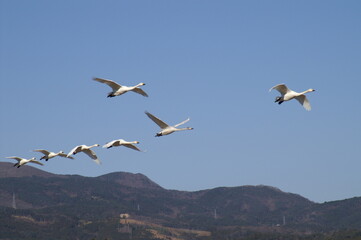 Swan_1002