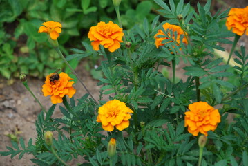 Several daisies grow nearby. Orange flowers grow nearby in a flower bed. A shaggy black-and-yellow bumblebee sits on one of the flowers and collects nectar from the flower.