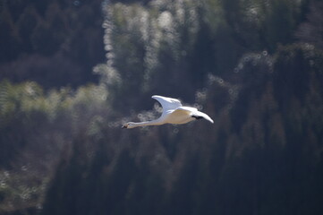 Swan_1005