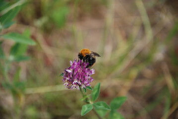 A bumblebee sits on a clover flower. A purple clover flower grows on a thin stalk among the grass. A hairy black-and-yellow bumblebee sits on a flower and collects nectar from the flower.