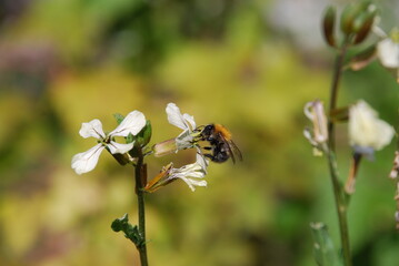 A bumblebee sits on a white flower. A small white flower with four petals grows on a thin stalk among the grass. A hairy black-and-yellow bumblebee sits on a flower and collects nectar from the flower