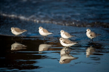 Groupe de goélands juvéniles sur une plage en Italie