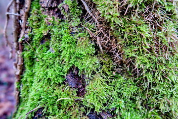Mousse verte sur un tronc d'arbre.