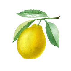 Lemon. Botanical watercolor isolated illustration.