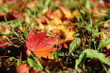 もみじの落ち葉