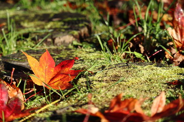 もみじの落ち葉