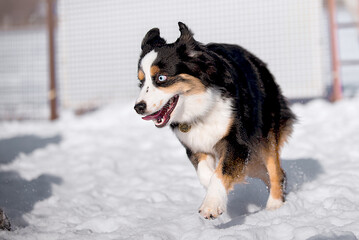 miniature american shepherd