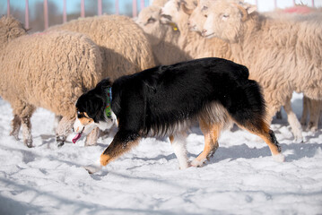 miniature american shepherd