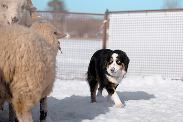 miniature american shepherd