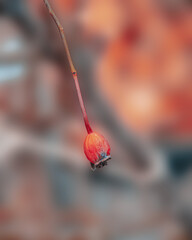 Obraz na płótnie Canvas close up of a red rose