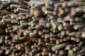 timber industry, sustainably sourced timber grown & harvested from  well managed forests for construction 