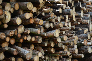 timber industry, sustainably sourced timber grown & harvested from  well managed forests for construction 