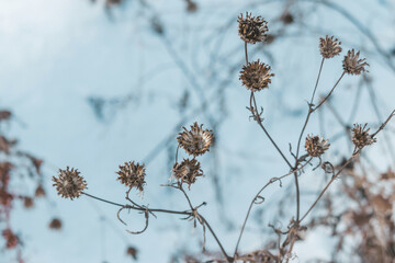 Toned natural background: abstraction from the stems and inflorescences of the old last year's grass
