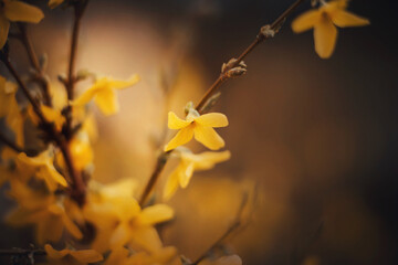 Beautiful fragrant bright yellow forsythia flowers bloom on the branches of the bush in the evening twilight of spring. Nature.