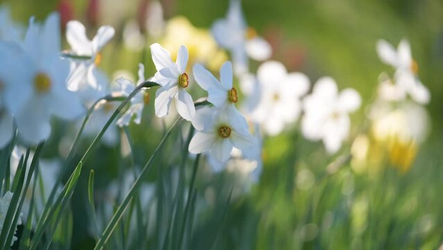 White tender narcissus flowers blooming in spring sunny garden