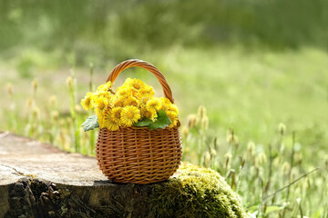 Fototapeta na wymiar spring yellow coltsfoot flowers in wicker basket outdoor, natural background. Healing plant coltsfoot (Tussilago farfara) used in traditional medicine. first flowers of early spring season