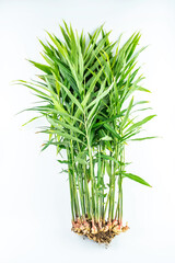 Fresh pureed tender ginger on white background