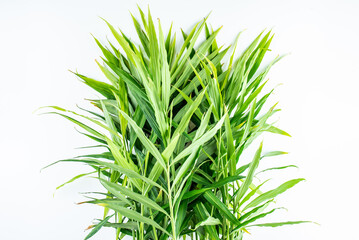 green ginger seedling leaves background material