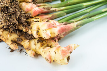 Fresh young ginger with puree on white background