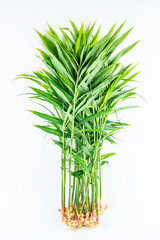 A fresh young ginger with leaves on a white background