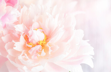 Gorgeous delicate pink peonies, blooming tender natural background, lovely spring composition
