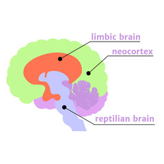 The Triune Brain. The notation of the structures with a description. Vector illustration