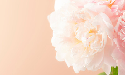 Gorgeous delicate pink peonies, tender pastel pink background, lovely spring composition