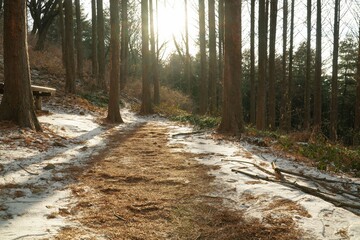 Winter of the Mequa Shetai Tree.