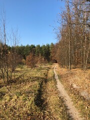Dirt road near autumn forest