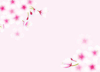 薄いピンク背景の優しい桜のイラスト