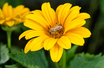 Bee pollinates a yellow flower.