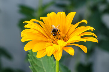 Bee pollinates a yellow flower.