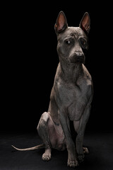 Thai ridgeback. Puppy. Portrait. Close. Studio photo.