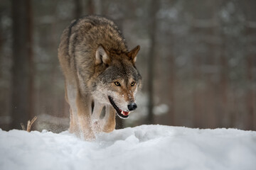 Одинокий серый волк идет по снежному зимнему лесу. Крупный план. Европейский Волк в естественных условия обитания. Дикая жизнь.