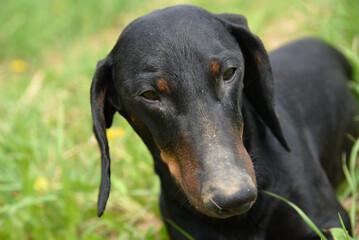 Portrait of black and tan dachshund on field in spring