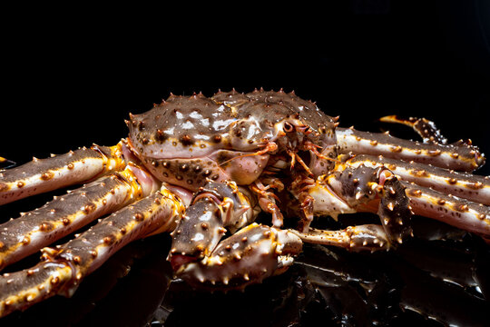 Raw live Kamchatka crab Paralithodes camtschatica, isolated on a black background