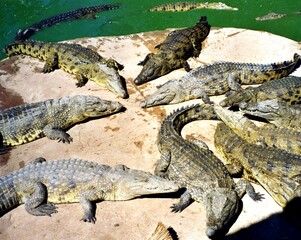 Animals