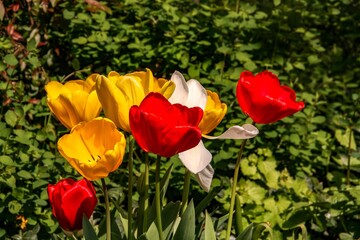 Floración de coloridos tulipanes en un jardín de Bruselas, Bélgica. Arriate de flores en un...