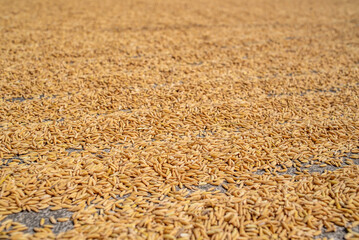 rice paddy in autumn