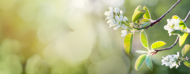 Blossoming of white spring flowers in spring time with green leaves on abstract blurred bokeh background