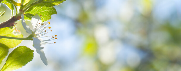 Spring blooming branches on blurred blue sky background
